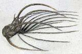 Rare, Spiny Heliopeltis Trilobite - Issoumour, Morocco #255447-4